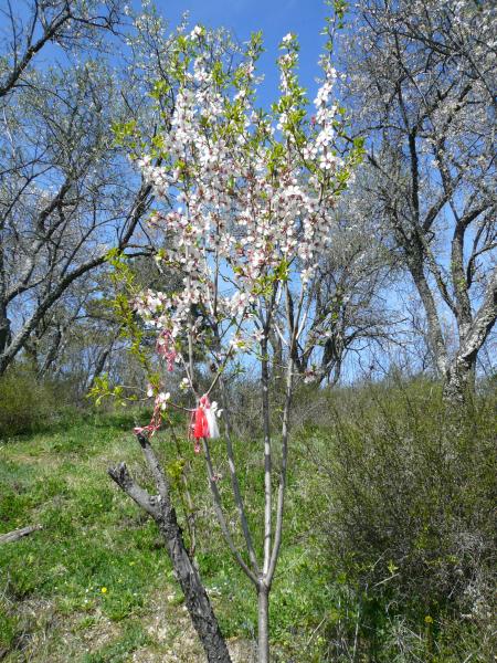 Le printemps est arriv�....
