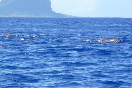 Nager avec les dauphins