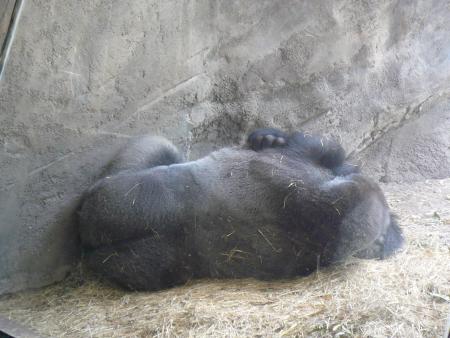 Disney Animal's Kingdom